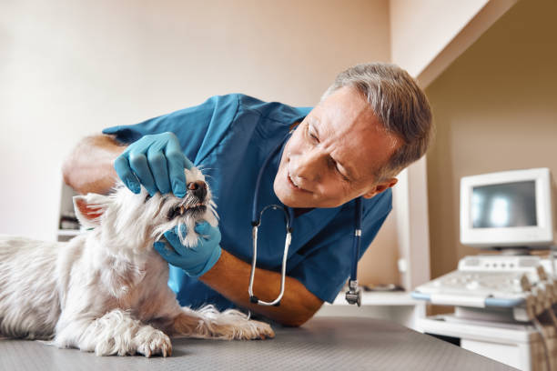 Best Urgent Dental Care in Wolf Lake, MI